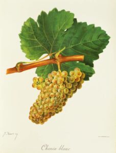 Illusration of Chenin Blanc grapes on the vine